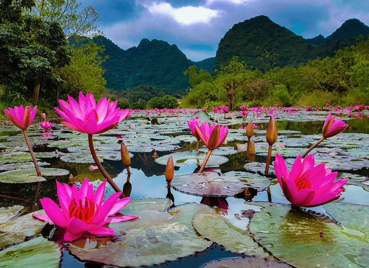 Check-in hoa súng nở rộ rực rỡ tại dòng suối xinh đẹp ở vùng ngoại thành Hà Nội - 4