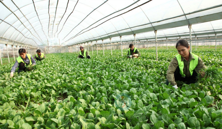 Số hoá để thúc đẩy phát triển kinh tế hợp tác, hợp tác xã - 2