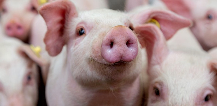 Giá heo hơi hôm nay 9/11: Tăng giảm trái chiều - 4