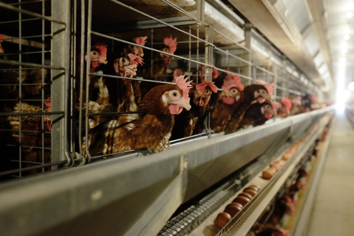 Hòa Phát bán hơn một triệu quả trứng mỗi ngày, lớn nhất miền Bắc - 2