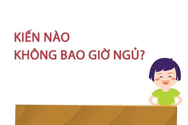 Kiến nào không bao giờ ngủ? - 1