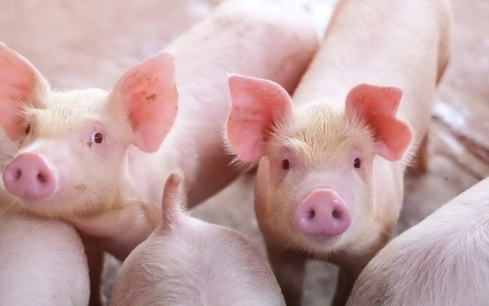 Giá heo hơi hôm nay 15/11: Giá heo đi ngang - 4