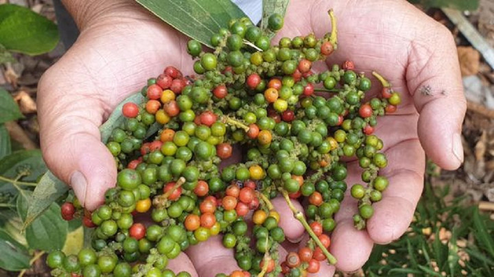 Giá tiêu hôm nay 15/11: Ổn định trong mức 58.000 - 61.500 đồng/kg - 1