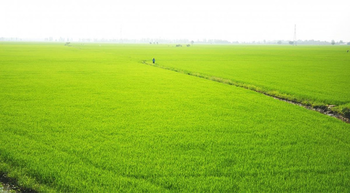 Một quyết sách táo bạo của Thủ tướng Võ Văn Kiệt làm thay đổi vùng đất hoang hóa - 2