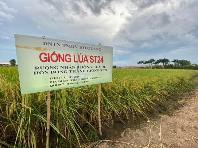 Gạo thơm ST24 và ST25 của ông Hồ Quang Cua lọt top 4 ngon nhất thế giới - 2