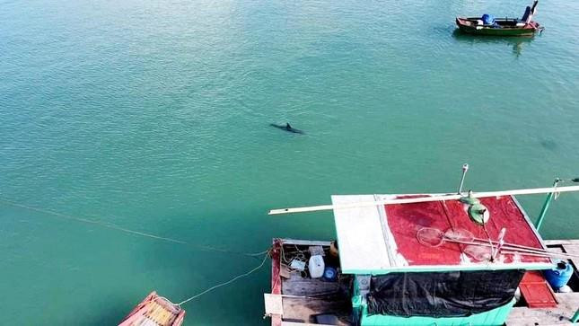 Cá heo dài 1,5m xuất hiện gần bờ trên biển Cô Tô, Quảng Ninh - 2