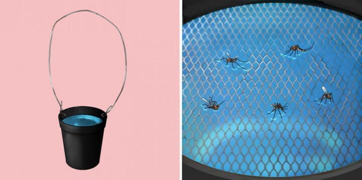 6 mẹo đuổi muỗi trong mùa dịch sốt xuất huyết - 4