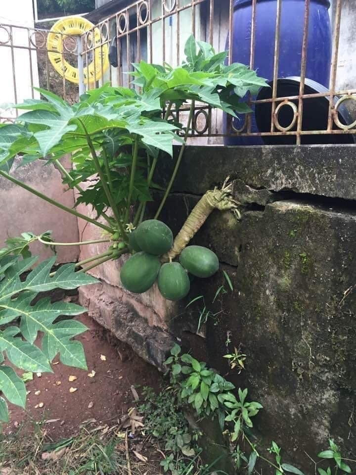 Cây đu đủ mọc ra hình thù kỳ quái, dân mạng rần rần ‘ra giá’ tiền tỷ để mua - 4