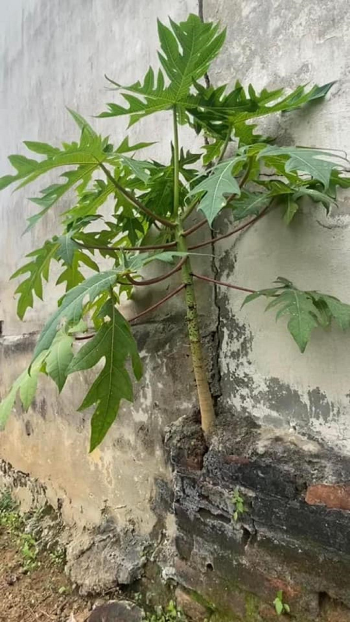 Cây đu đủ mọc ra hình thù kỳ quái, dân mạng rần rần ‘ra giá’ tiền tỷ để mua - 3