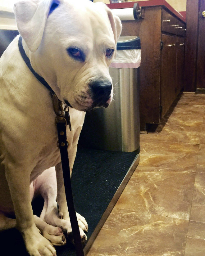 Bắt gặp những ánh nhìn đầy phán xét của chó cưng khiến 'sen' giật mình - 8