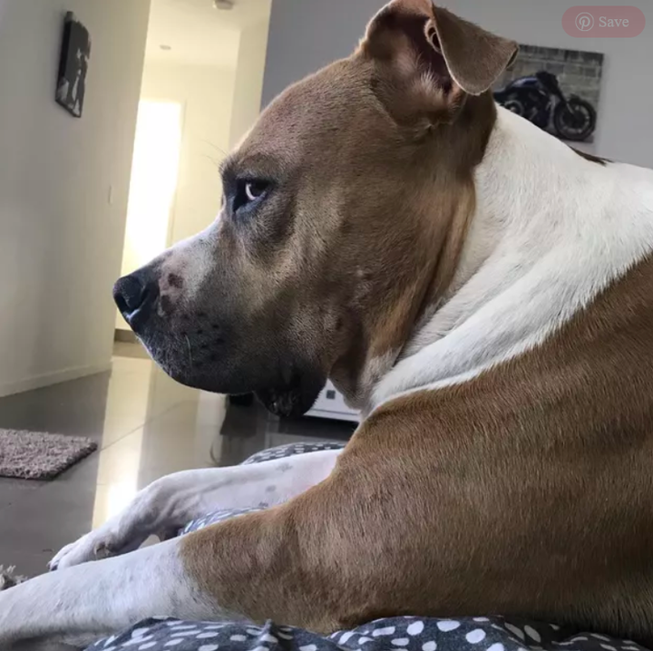 Bắt gặp những ánh nhìn đầy phán xét của chó cưng khiến 'sen' giật mình - 6