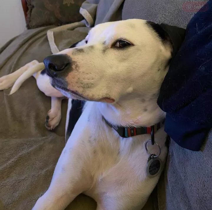 Bắt gặp những ánh nhìn đầy phán xét của chó cưng khiến 'sen' giật mình - 4