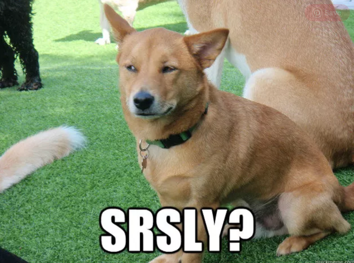 Bắt gặp những ánh nhìn đầy phán xét của chó cưng khiến 'sen' giật mình - 2