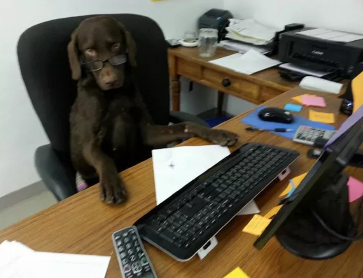 Bắt gặp những ánh nhìn đầy phán xét của chó cưng khiến 'sen' giật mình - 5