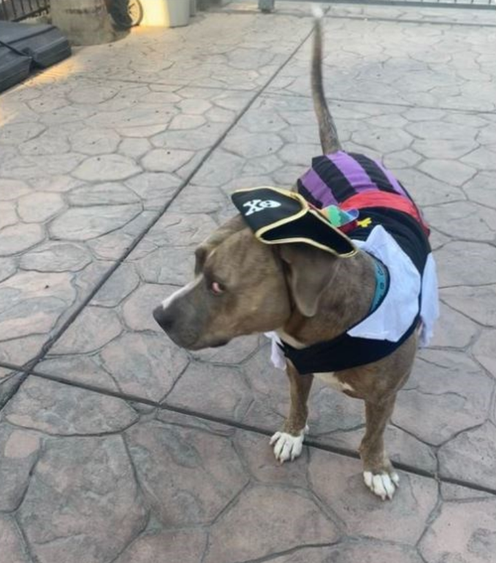 Bắt gặp những ánh nhìn đầy phán xét của chó cưng khiến 'sen' giật mình - 3