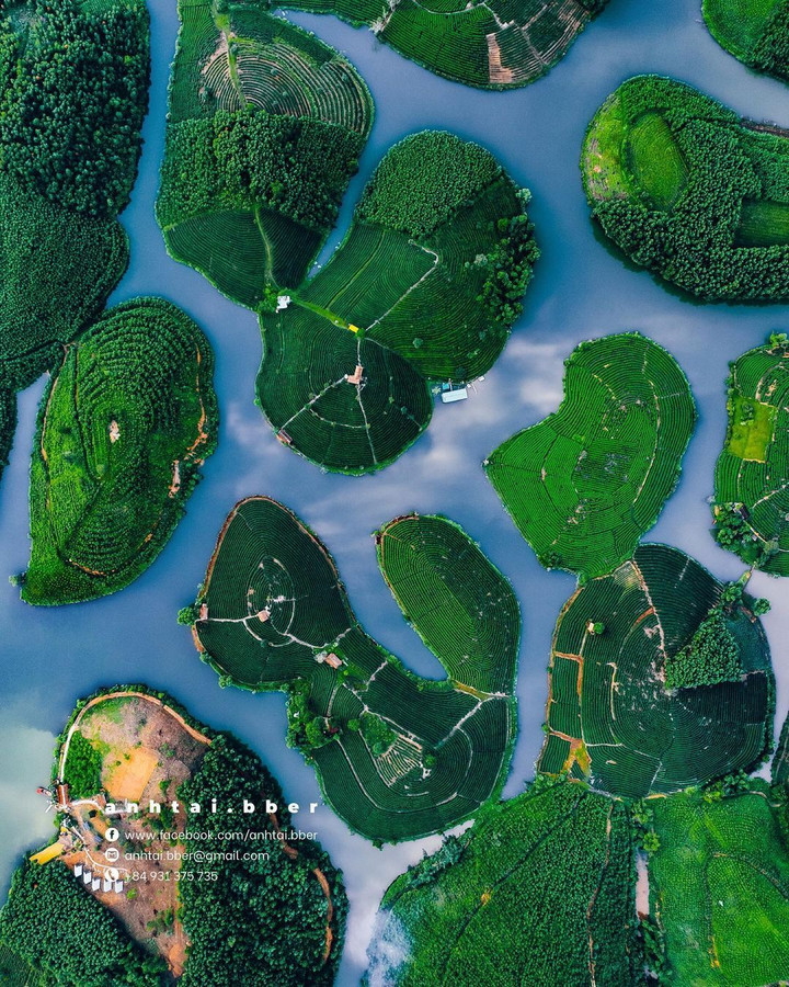 Đến Nghệ An, đừng quên check-in với đảo chè độc đáo nổi giữa bốn bề sông nước - 3