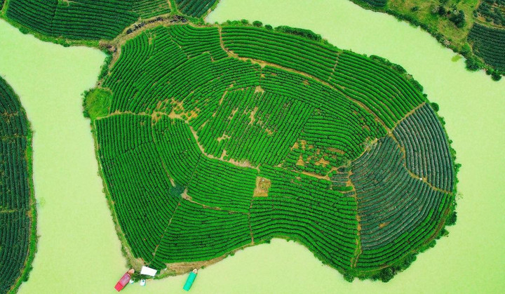 Đến Nghệ An, đừng quên check-in với đảo chè độc đáo nổi giữa bốn bề sông nước - 2