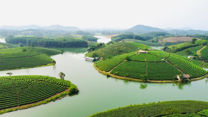 Đến Nghệ An, đừng quên check-in với đảo chè độc đáo nổi giữa bốn bề sông nước - 1