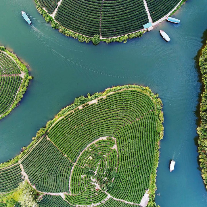 Đến Nghệ An, đừng quên check-in với đảo chè độc đáo nổi giữa bốn bề sông nước - 8