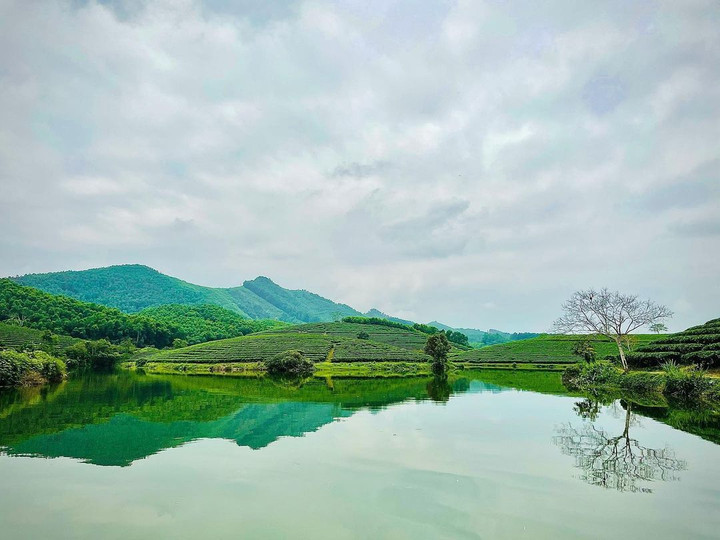 Đến Nghệ An, đừng quên check-in với đảo chè độc đáo nổi giữa bốn bề sông nước - 6