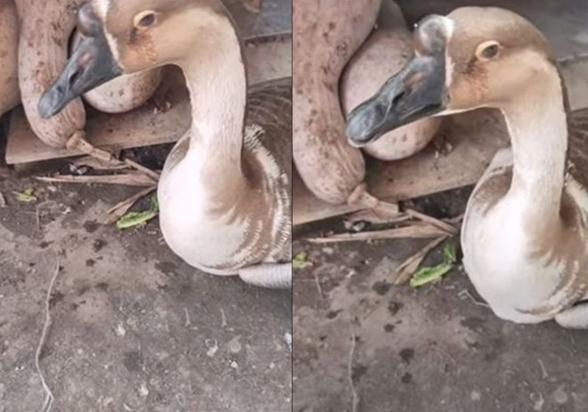Thấy con ngỗng 'khóc' như mưa, chủ không thể làm thịt mà quyết để nuôi suốt đời - 1