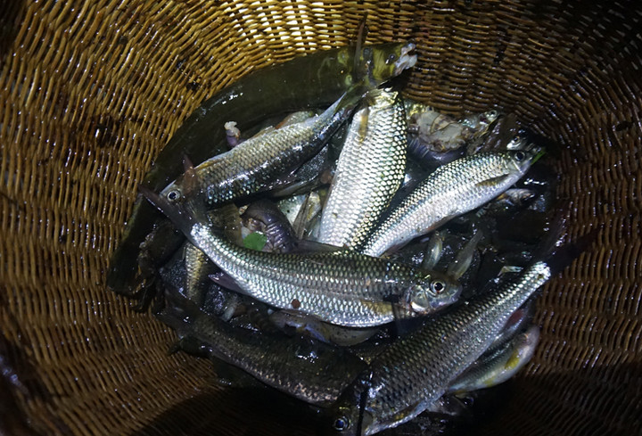 Đi săn cá mát, ếch núi nơi biên giới Việt-Lào - 2