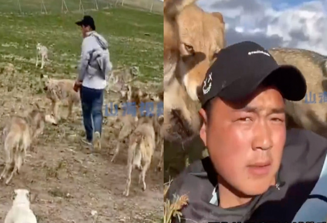 Sống cùng 320 con sói suốt 7 năm, chàng trai thành 'vua sói' - 1