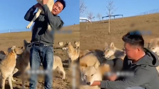 Sống cùng 320 con sói suốt 7 năm, chàng trai thành 'vua sói' - 2
