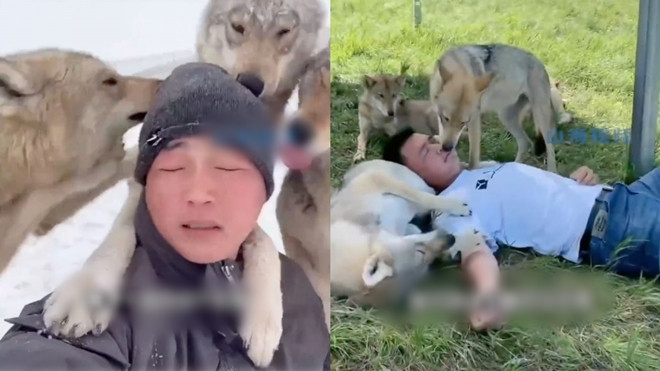 Sống cùng 320 con sói suốt 7 năm, chàng trai thành 'vua sói' - 3