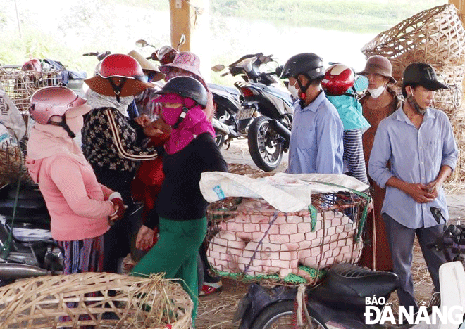 Xứ Quảng có nghề 'bồng heo' - 1