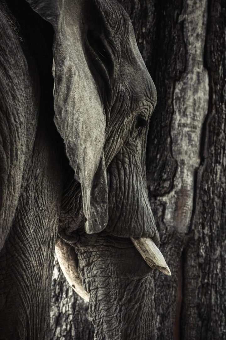 Kinh ngạc trước tài ngụy trang đỉnh cao của các loài động vật trong tự nhiên - 12