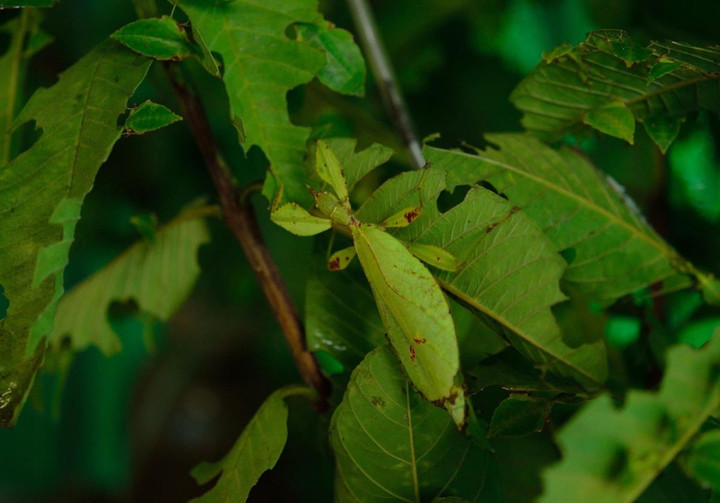 Kinh ngạc trước tài ngụy trang đỉnh cao của các loài động vật trong tự nhiên - 13