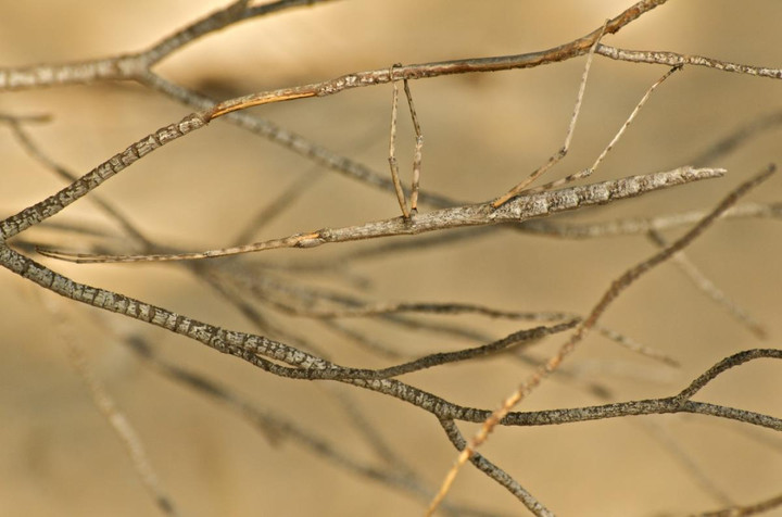 Kinh ngạc trước tài ngụy trang đỉnh cao của các loài động vật trong tự nhiên - 4