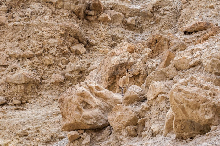 Kinh ngạc trước tài ngụy trang đỉnh cao của các loài động vật trong tự nhiên - 6