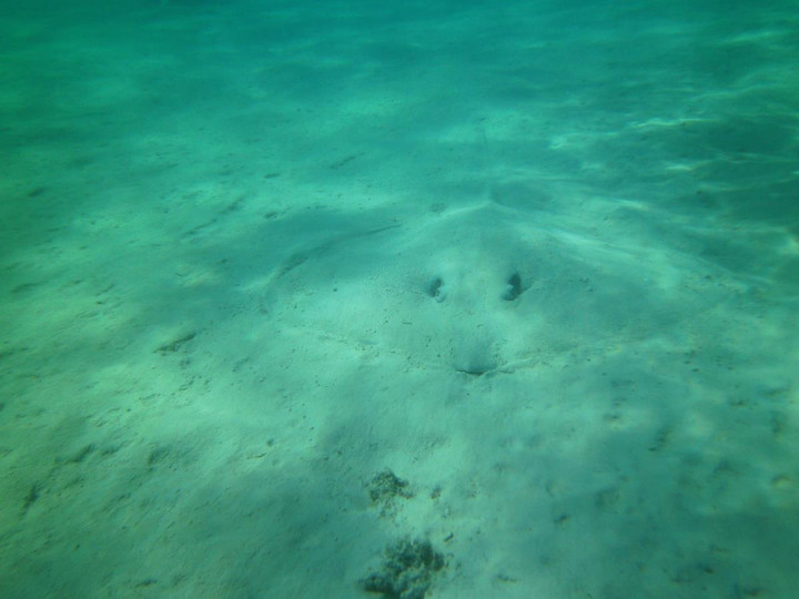 Kinh ngạc trước tài ngụy trang đỉnh cao của các loài động vật trong tự nhiên - 9