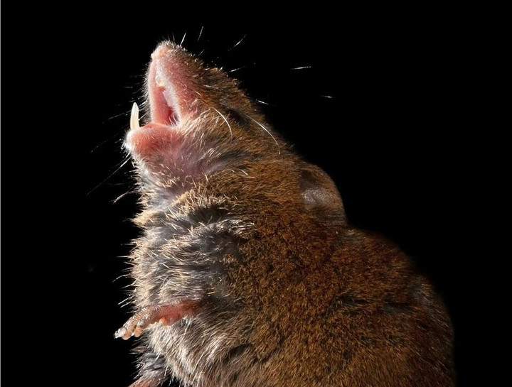 Lũ chuột ăn gần 200 kg cần sa tang vật của cảnh sát Ấn Độ - 1