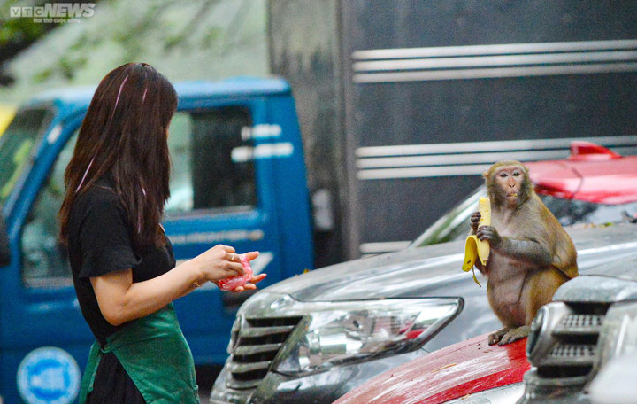 Tạm dừng vây bắt con khỉ tấn công người ở Hà Nội - 1