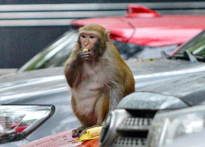 Tạm dừng vây bắt con khỉ tấn công người ở Hà Nội - 2