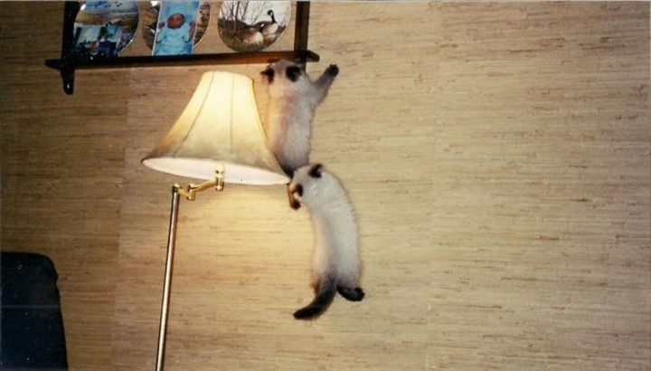 Dở khóc dở cười với màn ăn vụng trắng trợn đầy manh động của hội nhà mèo - 8