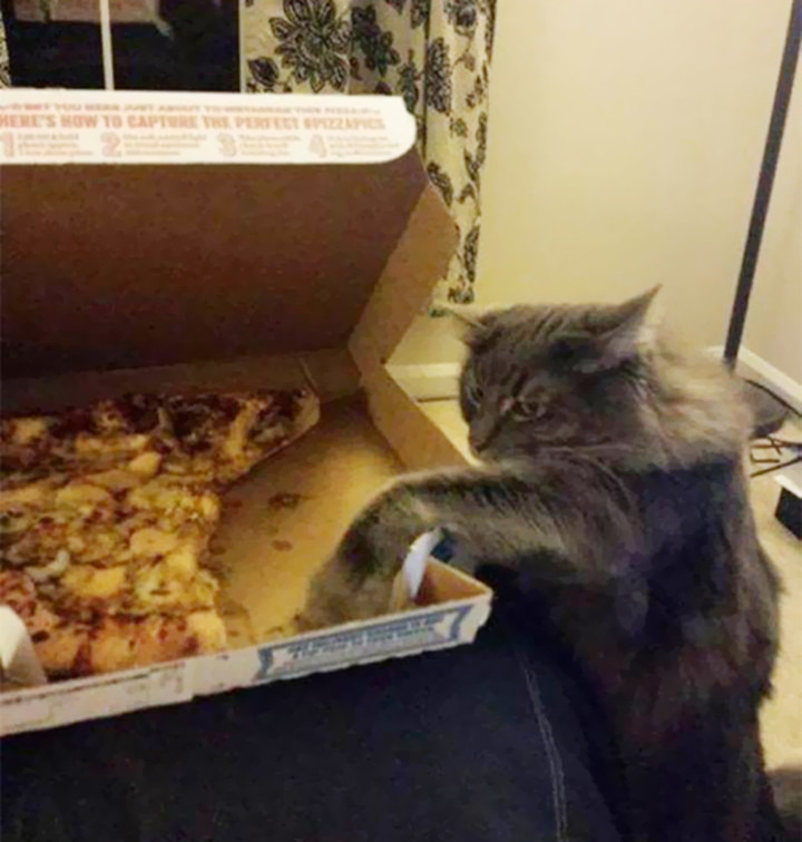 Dở khóc dở cười với màn ăn vụng trắng trợn đầy manh động của hội nhà mèo - 5