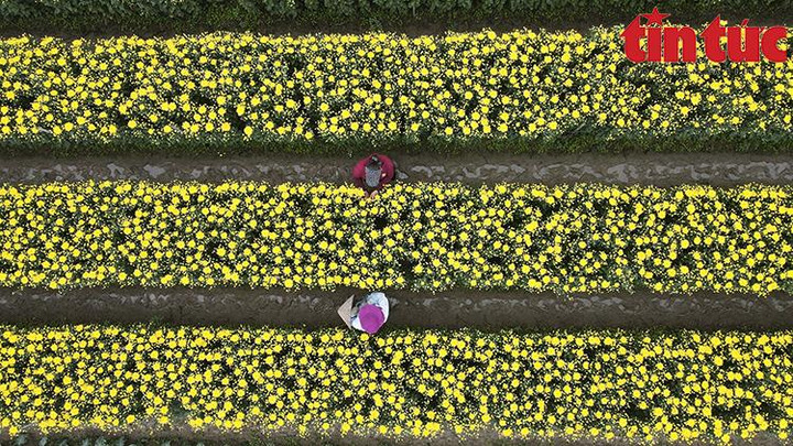 'Thủ phủ' hoa Mê Linh rộn ràng chuẩn bị Festival hoa đầu tiên - 1