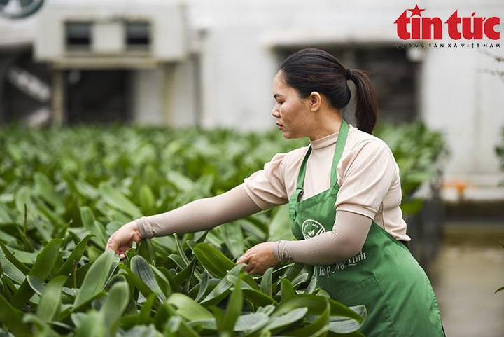 'Thủ phủ' hoa Mê Linh rộn ràng chuẩn bị Festival hoa đầu tiên - 4