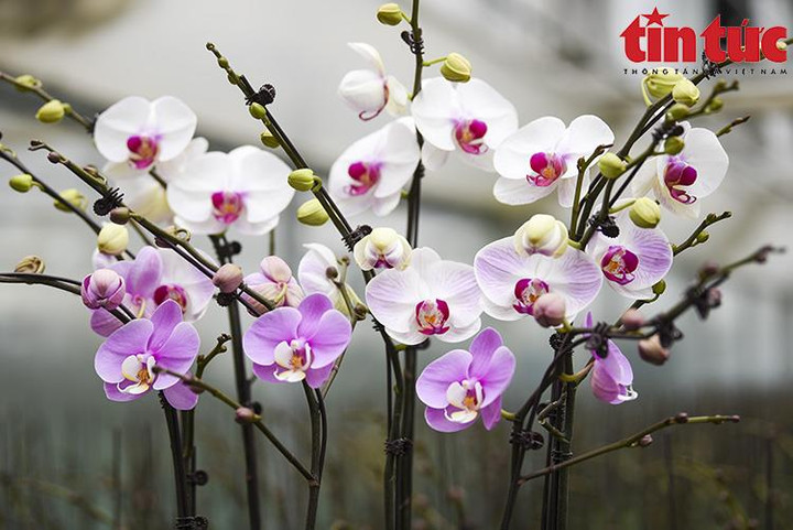 'Thủ phủ' hoa Mê Linh rộn ràng chuẩn bị Festival hoa đầu tiên - 5