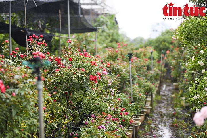 'Thủ phủ' hoa Mê Linh rộn ràng chuẩn bị Festival hoa đầu tiên - 8