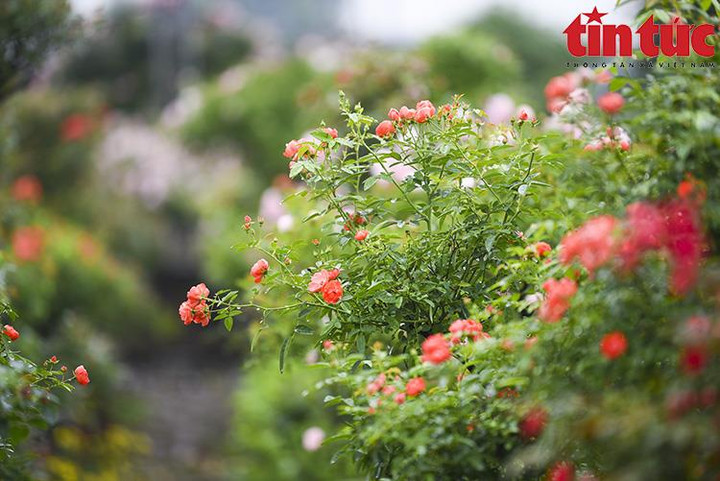 'Thủ phủ' hoa Mê Linh rộn ràng chuẩn bị Festival hoa đầu tiên - 9