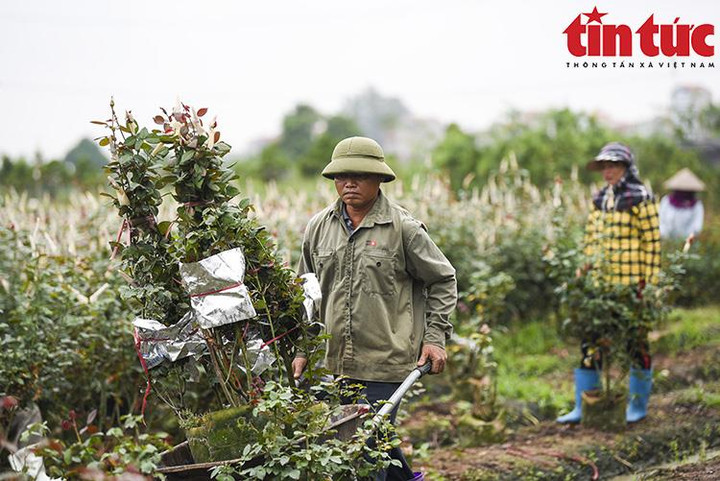 'Thủ phủ' hoa Mê Linh rộn ràng chuẩn bị Festival hoa đầu tiên - 11
