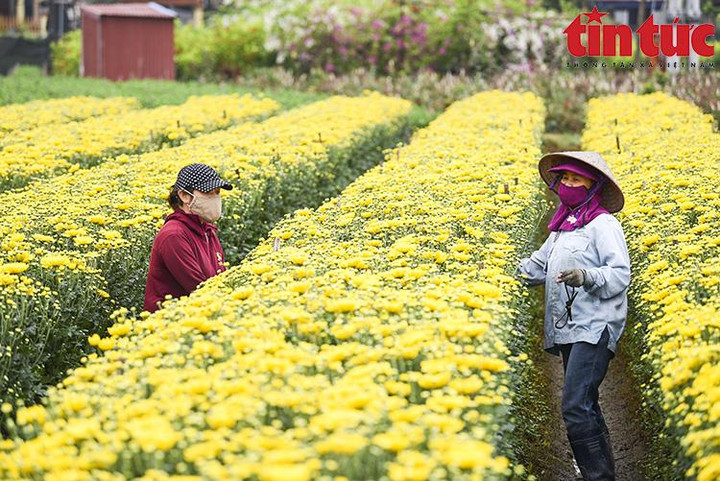 'Thủ phủ' hoa Mê Linh rộn ràng chuẩn bị Festival hoa đầu tiên - 12