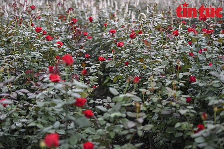 'Thủ phủ' hoa Mê Linh rộn ràng chuẩn bị Festival hoa đầu tiên - 7