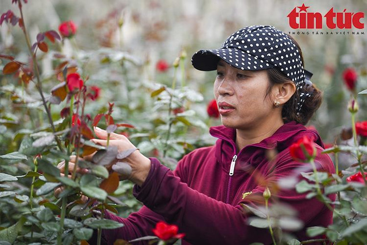 'Thủ phủ' hoa Mê Linh rộn ràng chuẩn bị Festival hoa đầu tiên - 10