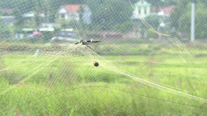 Bảo tồn chim hoang dã trước nạn săn bắt động vật tự nhiên - 1